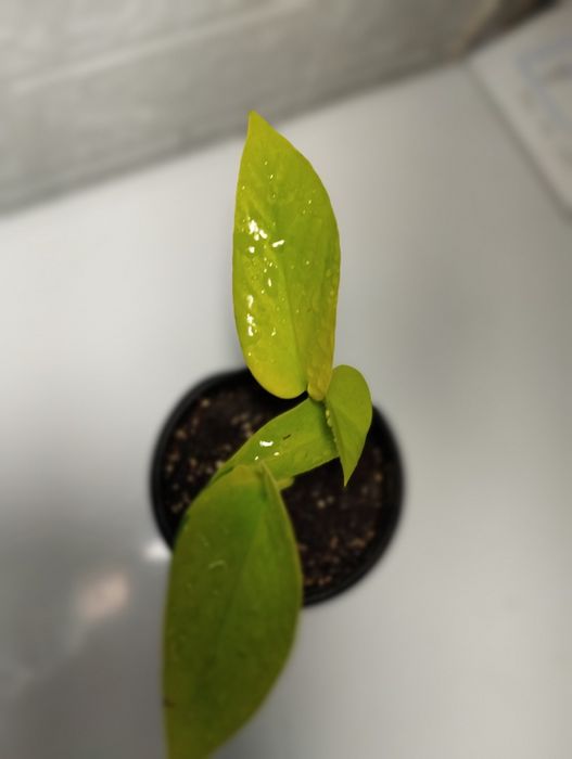 Епіпремнум лаймм