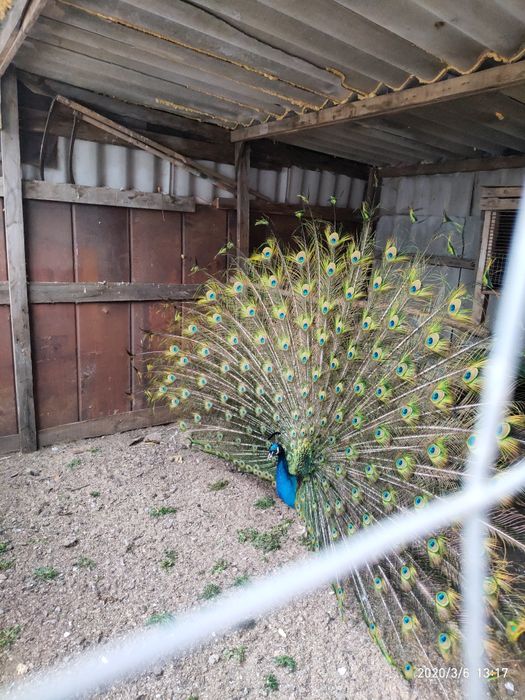 Сімью   Павлівнів .