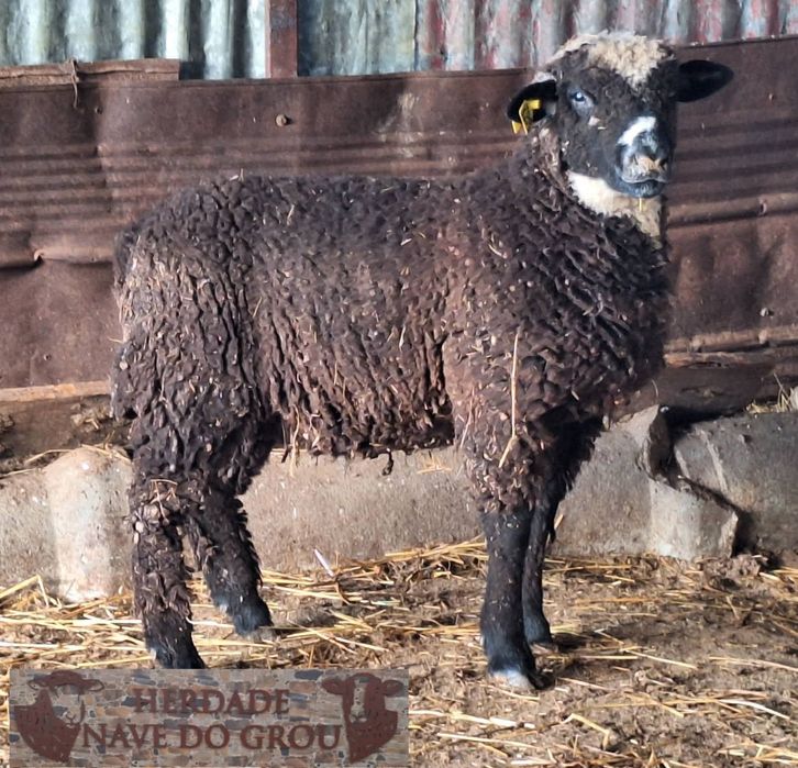 Borregos machos p3