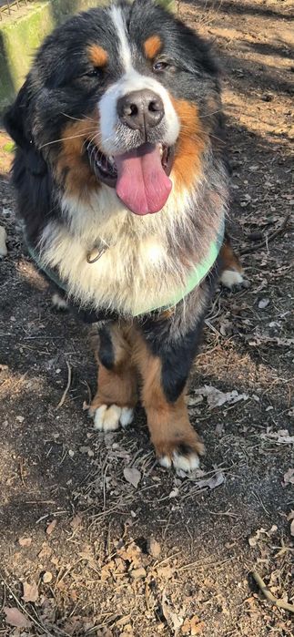 Pies potrzebuje przyjaciela od zaraz