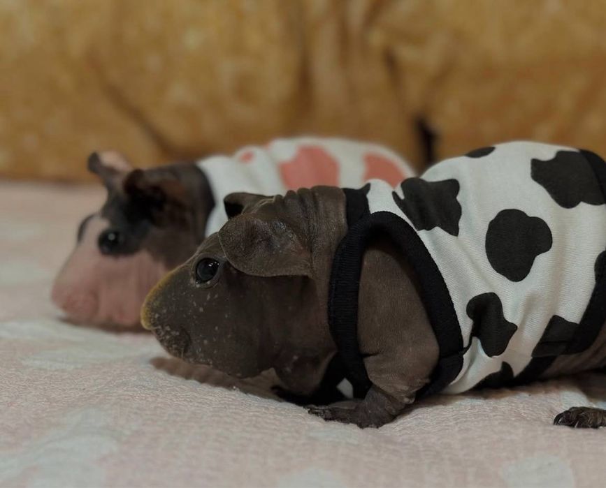 Лисі  морські свинки різних підвидів