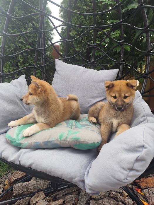 Szczenię shiba - inu