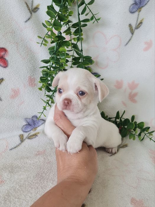 Excelente mini Chihuahua/Chiuaua de Qualidade, Linhagem Russa