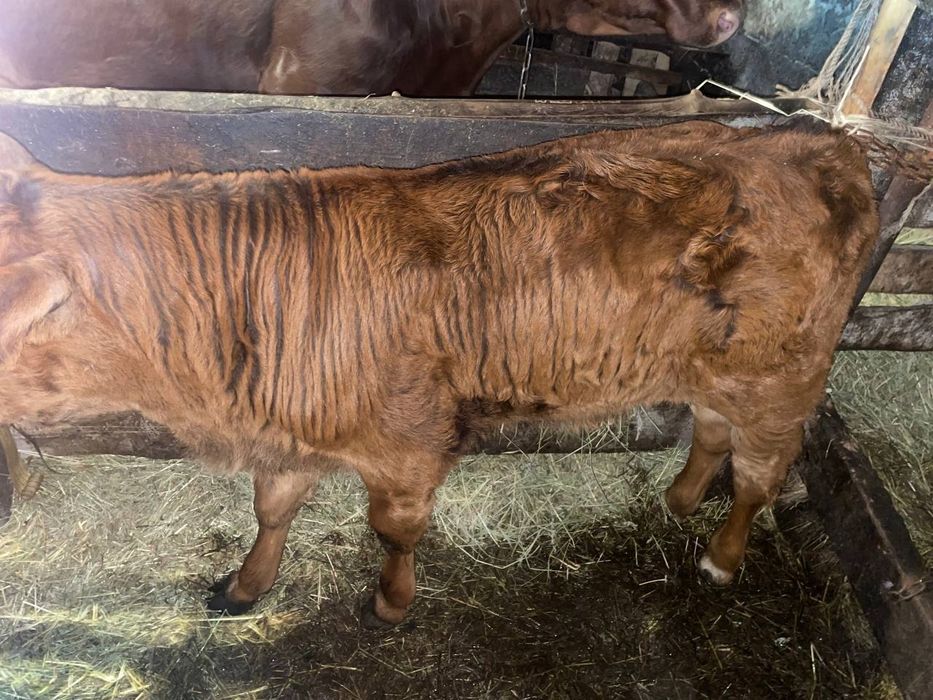 Продам бичка 110см обєм