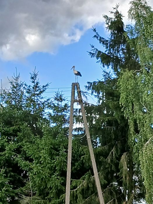 Wielbłąd za darmo