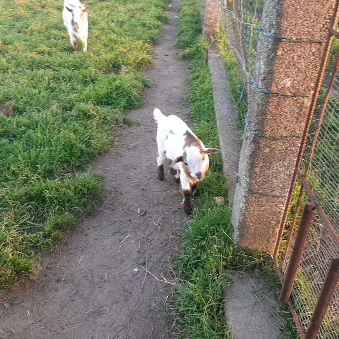 Cabras anãs para troca