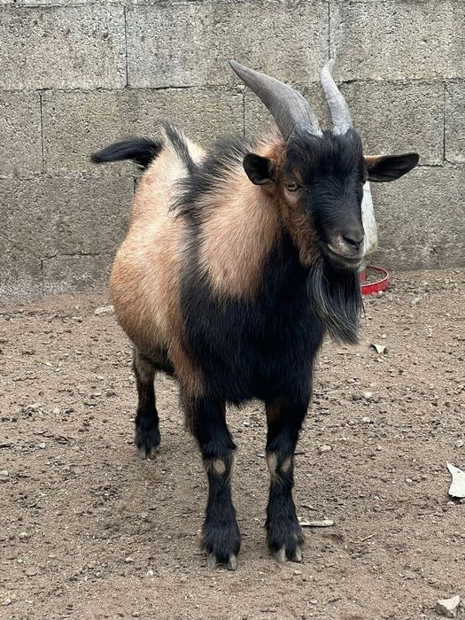 Cabras  Anãs criadas em liberdade