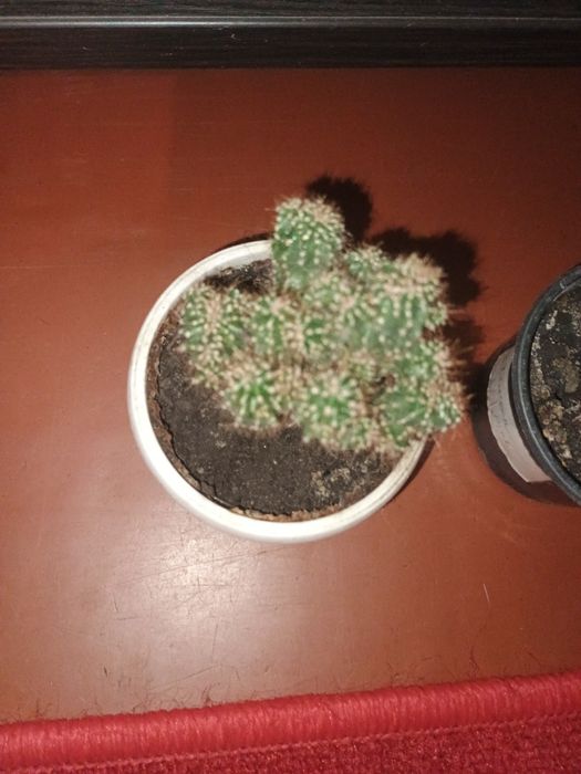 Кактус цереус перуанський