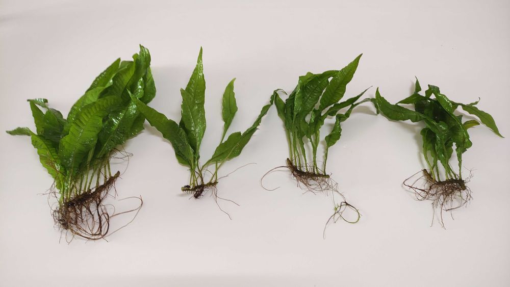 Plantas Aquario Feto Java Windelov