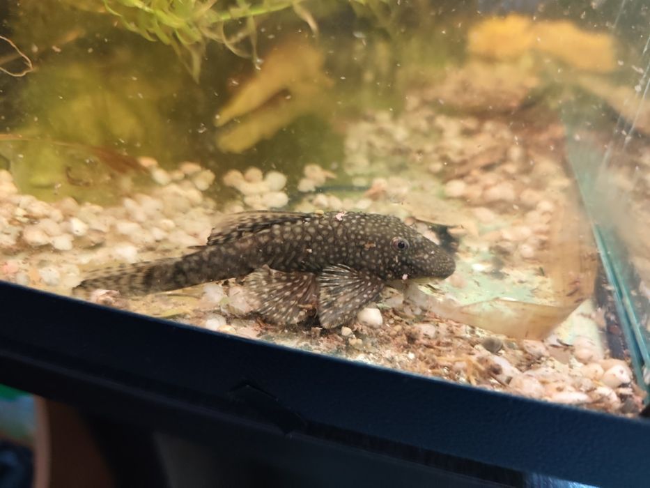 Zbrojnik samica i samiec