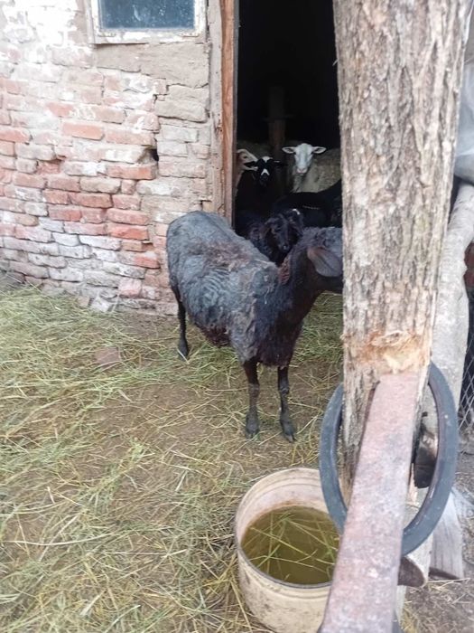 Продам овец вівці строчно