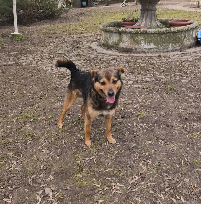 Wesoły Archi do adopcji!!! Pieski dowozimy!!!