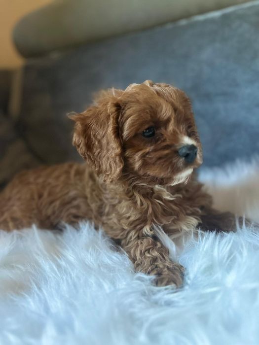 Cavapoo f1*chłopczyk małopolska