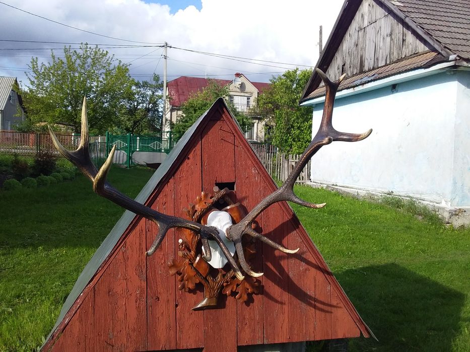 Оленячі роги натуральні