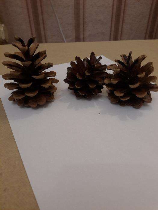 Шишки сосновые купить отборные крупные сухие для декора