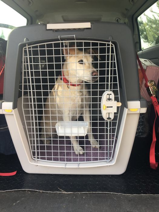 VIP Pet Przewóz transport zwierząt domowych psy koty itp.