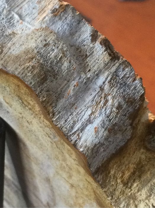 Grande Fóssil - Madeira Petrificada - 23 milhões de Anos