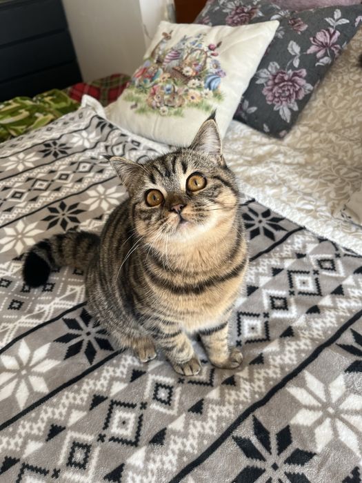 Femea Scottish straight