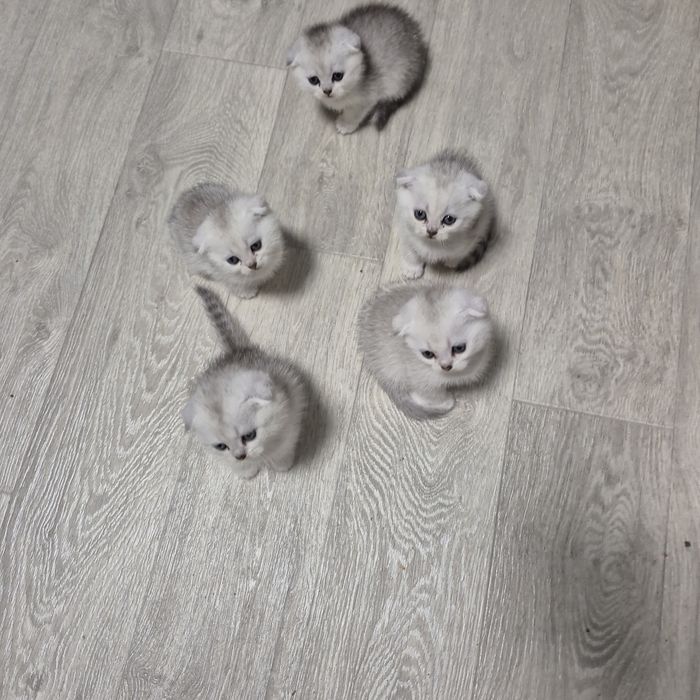 Шотландские котята серебристая шиншилла, вислоухая  девочка