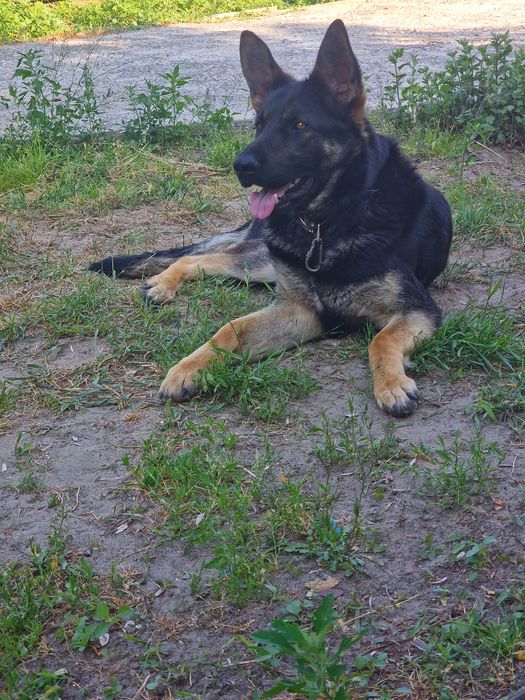 Відам немецку овчарку