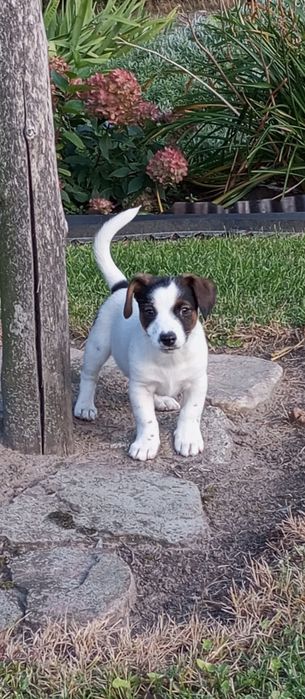 Jack Russell Terrier - piękny piesek