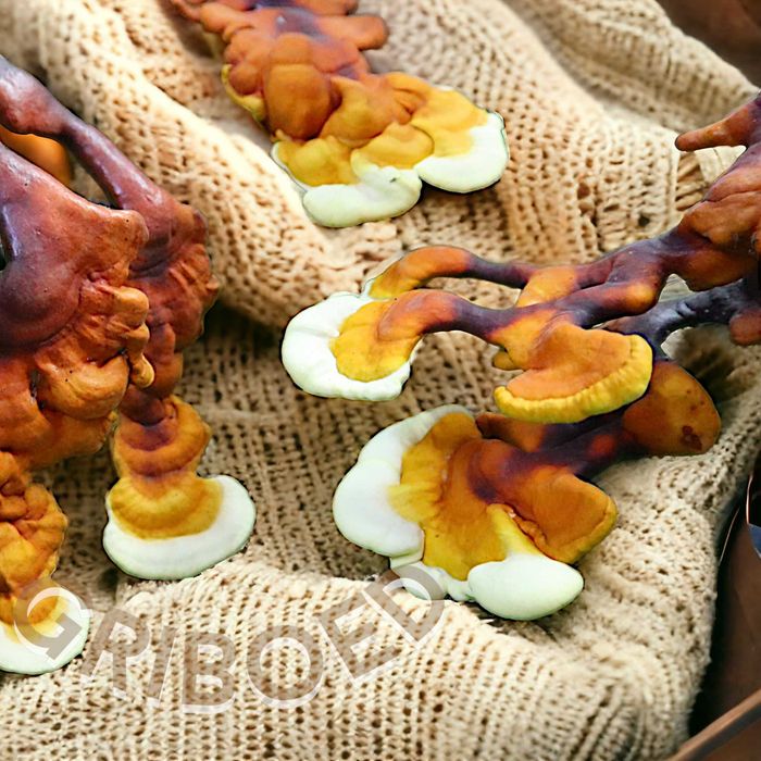 200 грамм - гриб Рейши сухой, перемолотый. Эликсир молодости!