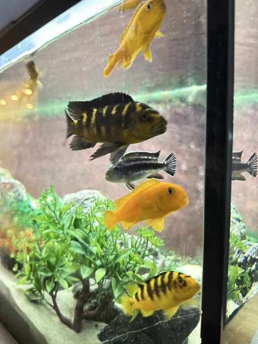 Sprzedam dorosłe pyszczaki