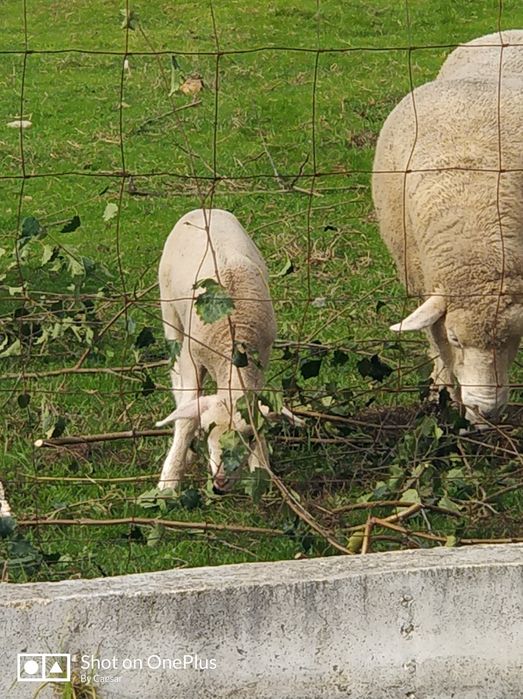 Borregos qualidade para criação