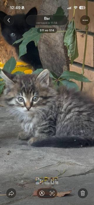 Віддам кошеня в добрі руки