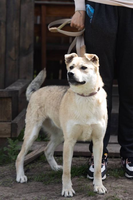 Собака з притулку Маруся біла