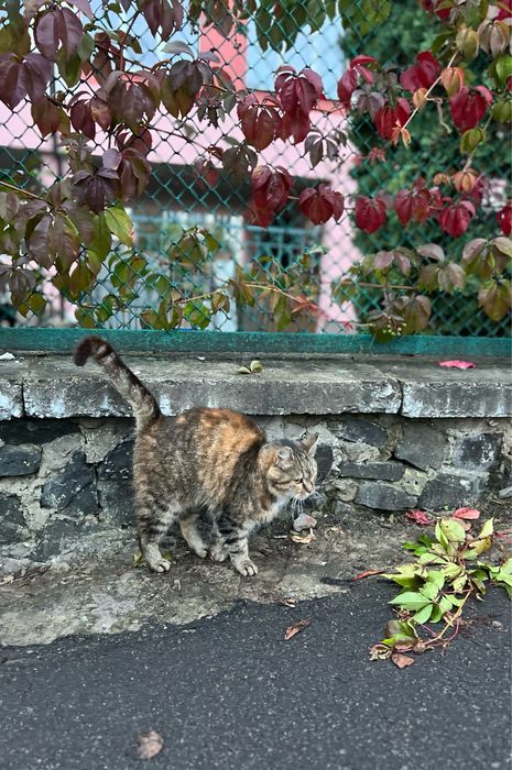 Лагідна кицюня у добрі руки