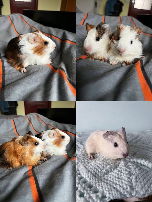 Морські свинки, є вибір