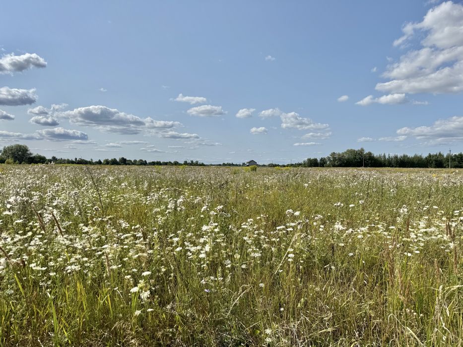 Земельна ділянка 5,9 га! Колонщина!