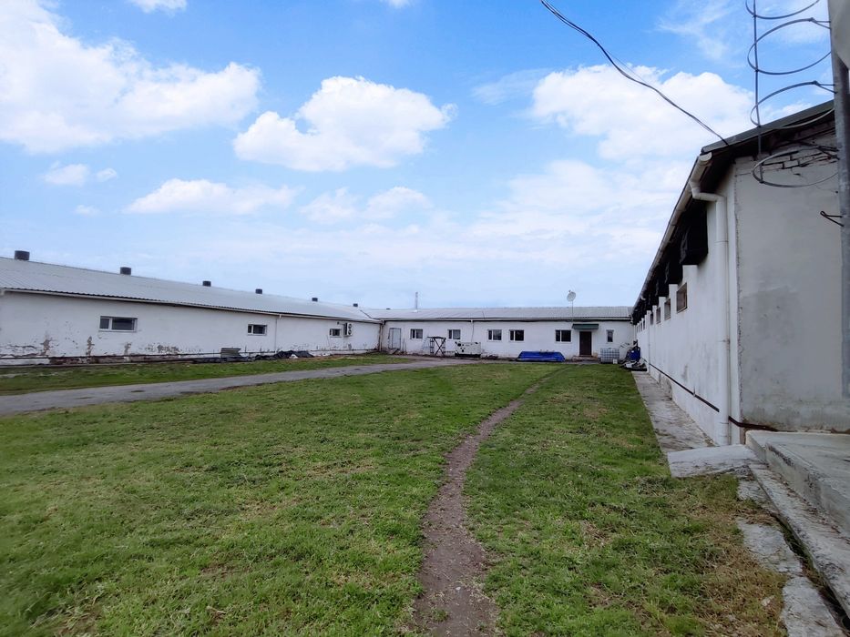 Продаж Діючої Свиноферми!