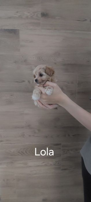 Maltipoo F1 Lola xxs