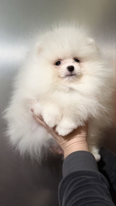 Милий Хлопчик Померанець шпиць