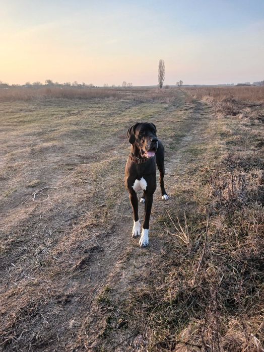Німецький дог кобель для в'язки