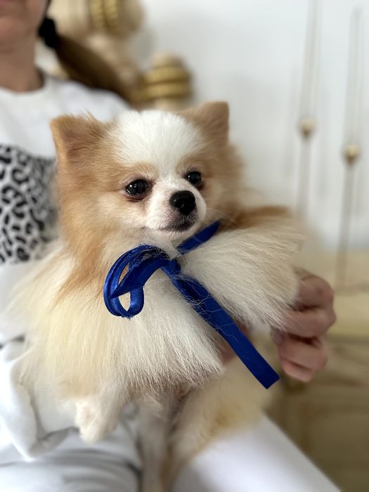 Померанські шпіци — Пухнасті принци хочуть до вас