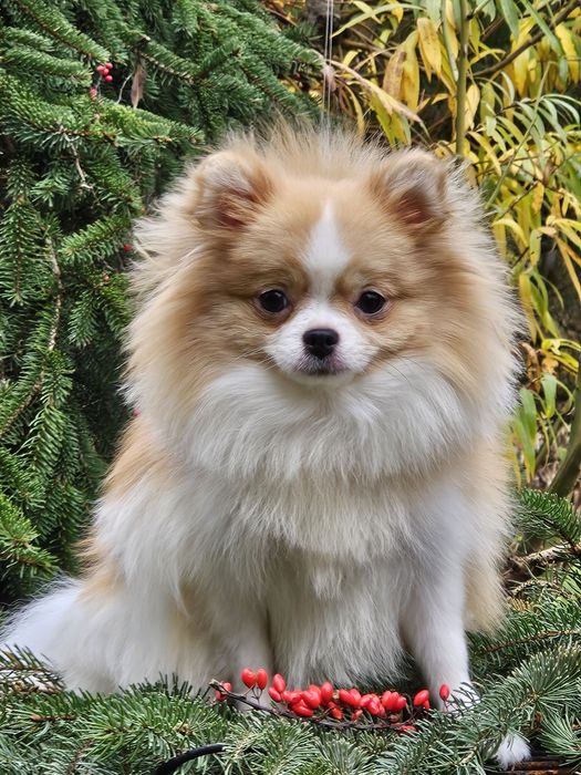 Przepiękna suczka mini pomeranian 1 rok