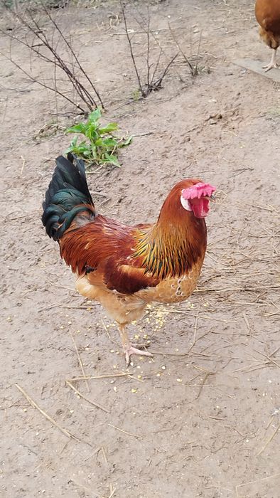 Galos - 2 Disponíveis