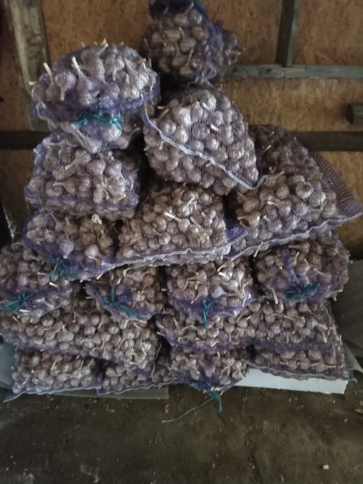 Продам часник любаша