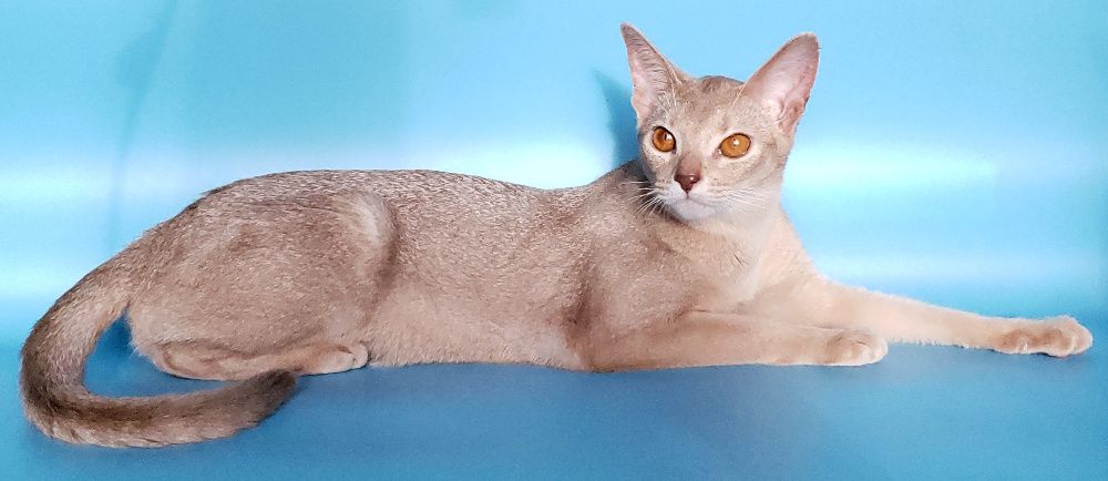 Абиссинские котята, мальчик, девочки, разный окрас. Документы