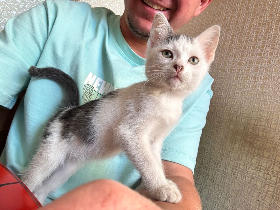 Котята ищут семью