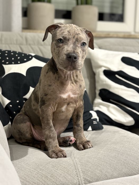 Amstaff Merle piesek