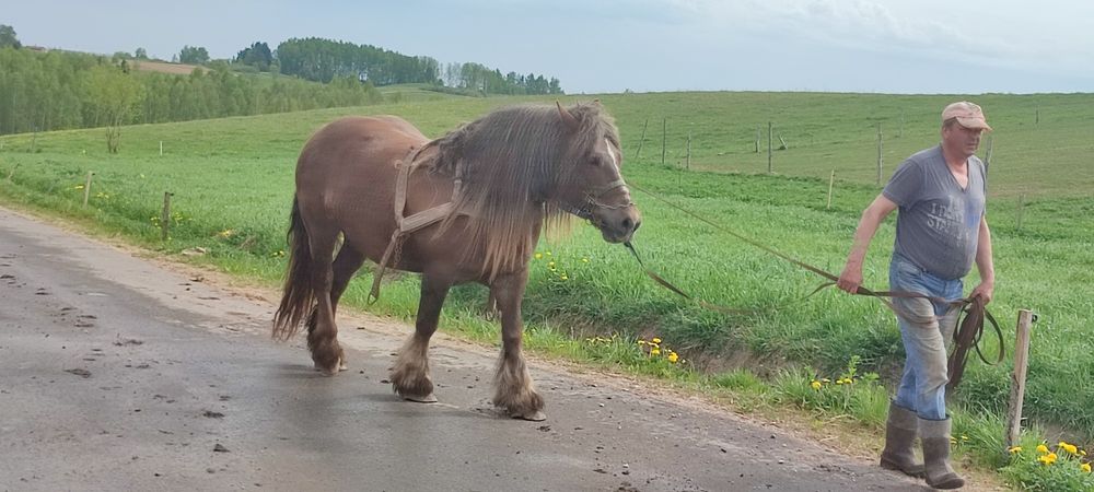 Reprezentacyjna klacz