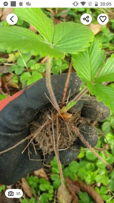 Poziomki 50 sadzonek