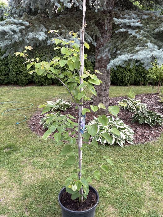 Judaszowiec (Cercis canadensis pink pompon)