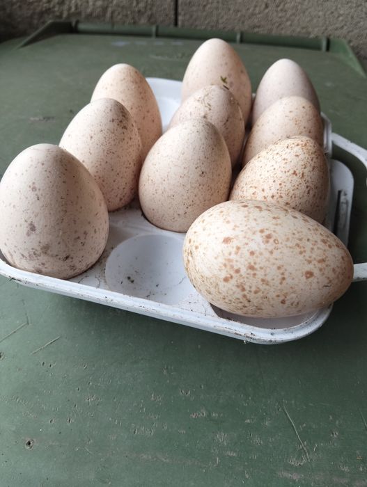 Vendo ovos de perúa caseiros