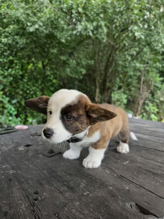 Welsh Corgi Cardigan