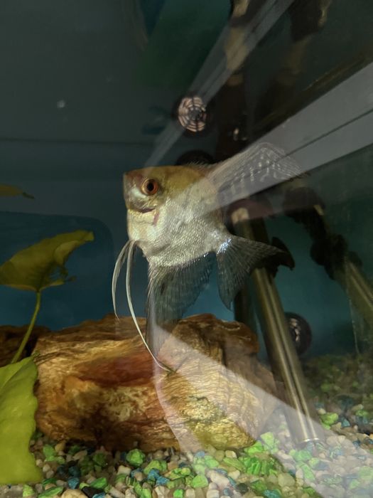 Peixe escalar vendo ou troco